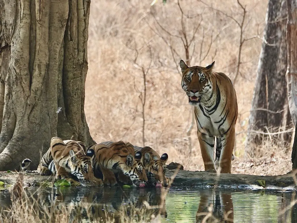 A tiger with three cubs near a water body in a forest.