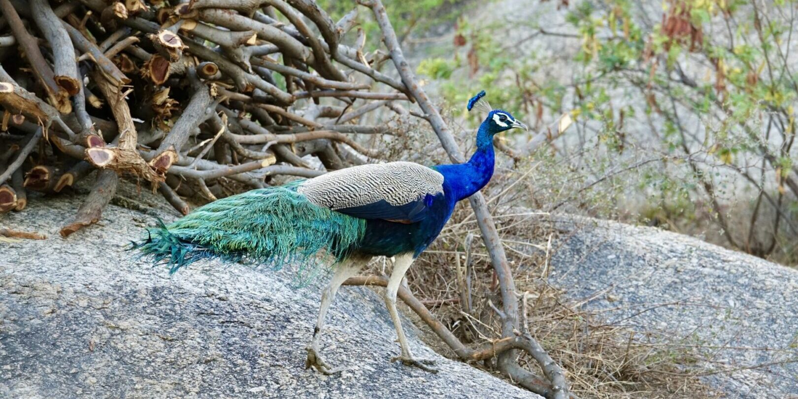 A peacock is walking on the rocks near some branches.