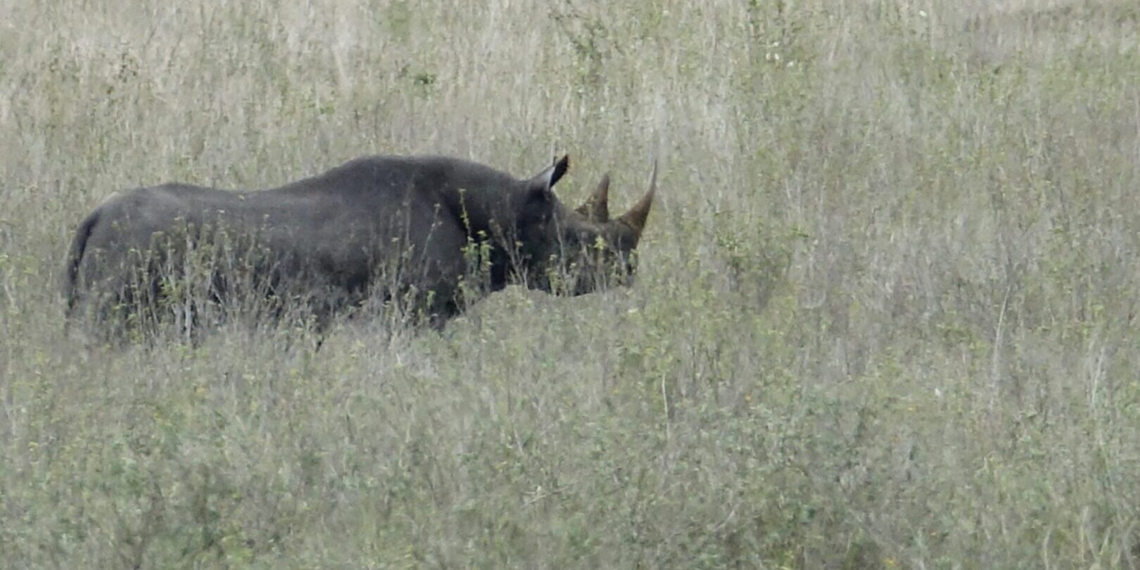 A rhino walking through tall grass in the wild.