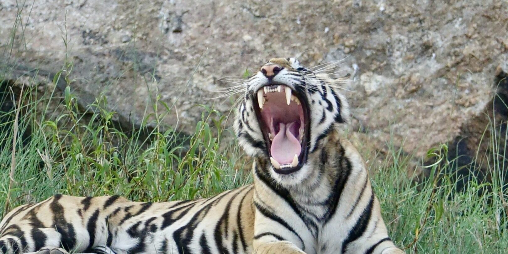 A tiger laying on the ground with its mouth open.