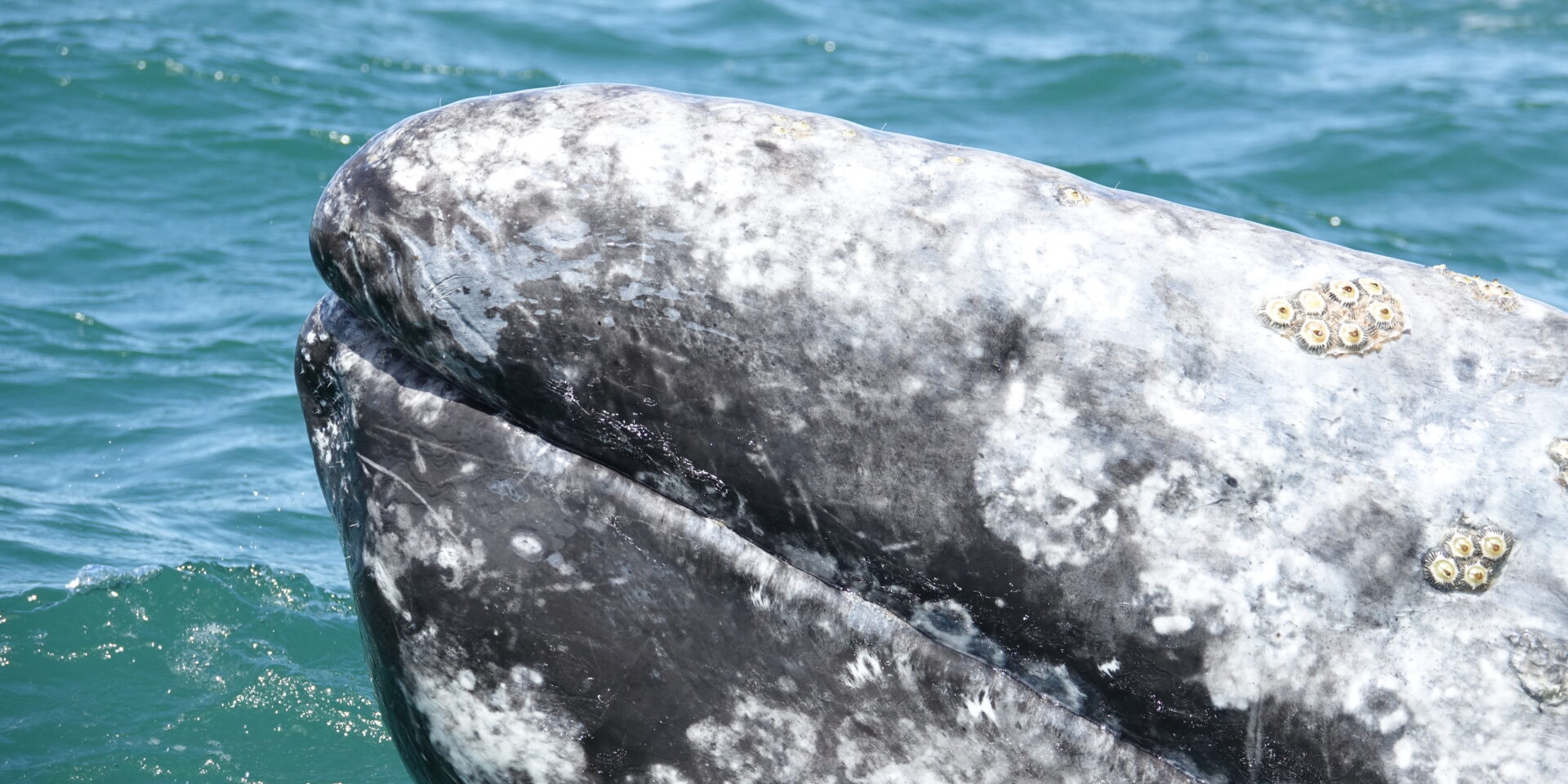 A gray whale is swimming in the water.