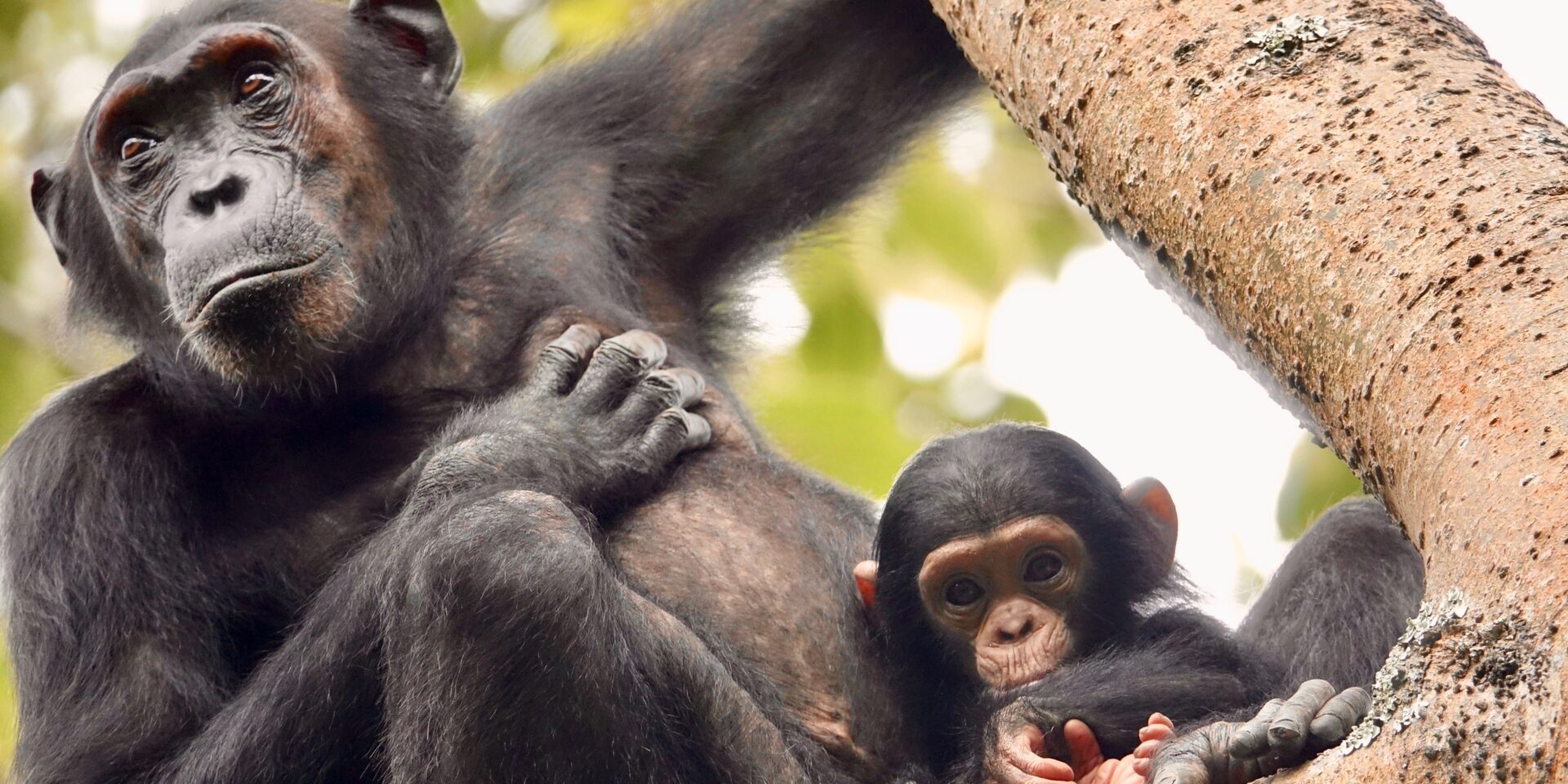 A mother and baby chimp in the tree.