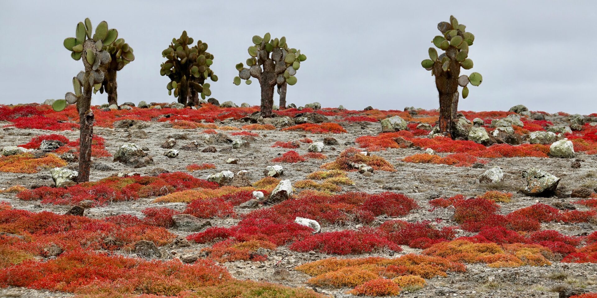 A field of red and green plants with trees in the background.
