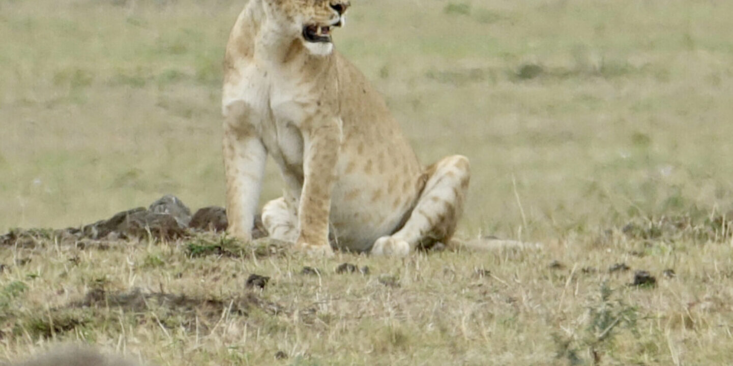 A lion cub sitting in the grass looking at something.