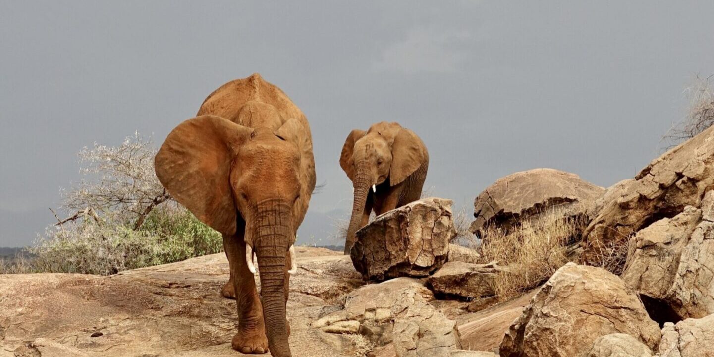Two elephants walking on a rocky path in the wild.