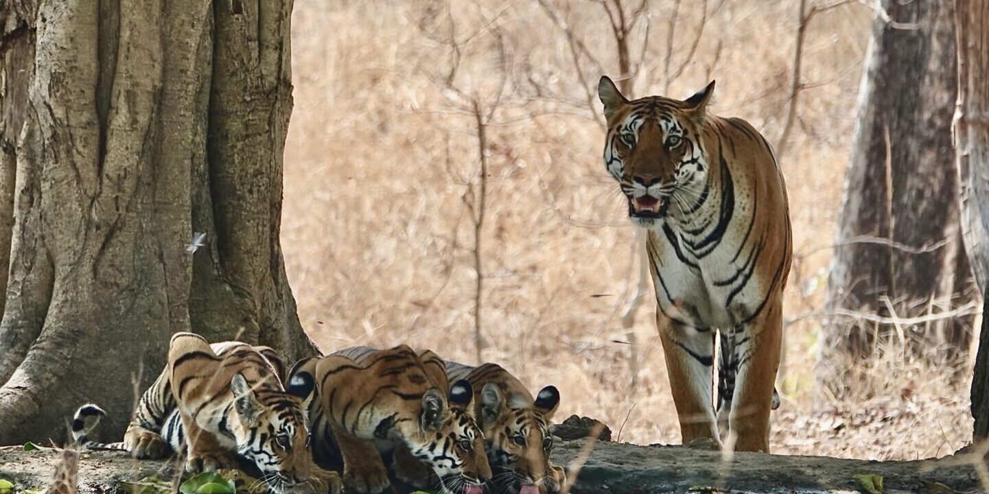 A tiger with three cubs near a water body in a forest.
