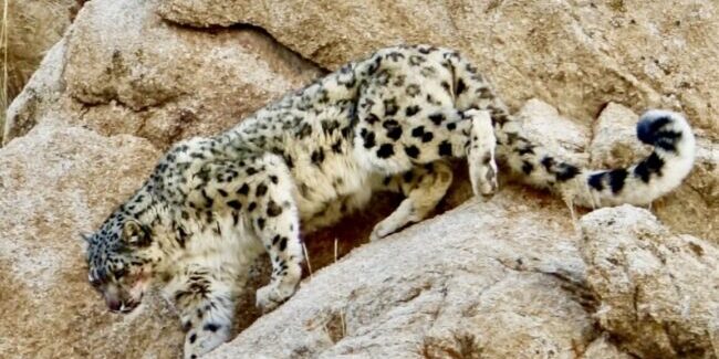A snow leopard walking on top of some rocks