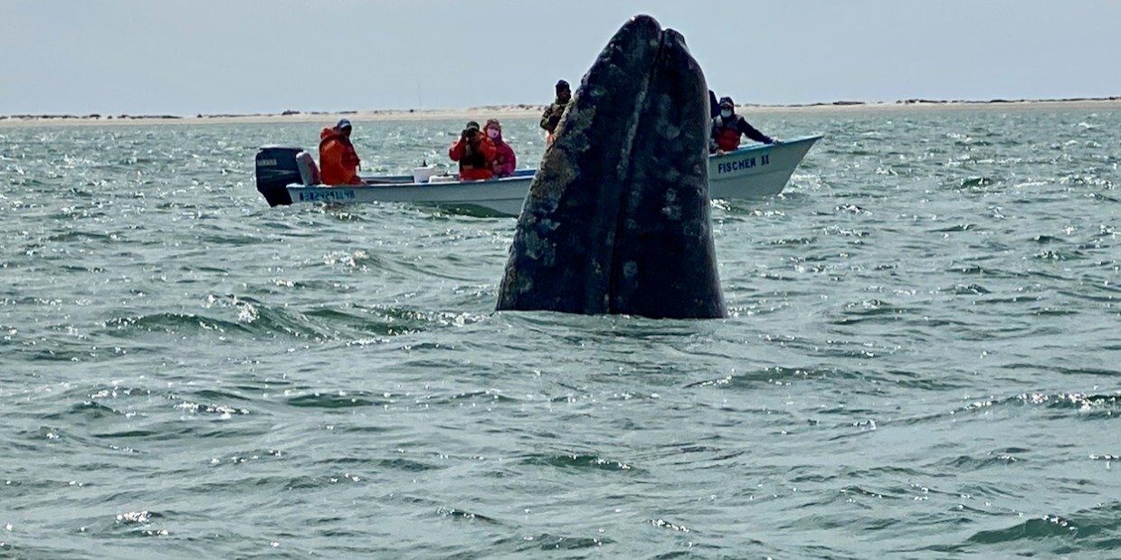 A whale is in the water with people on boats.