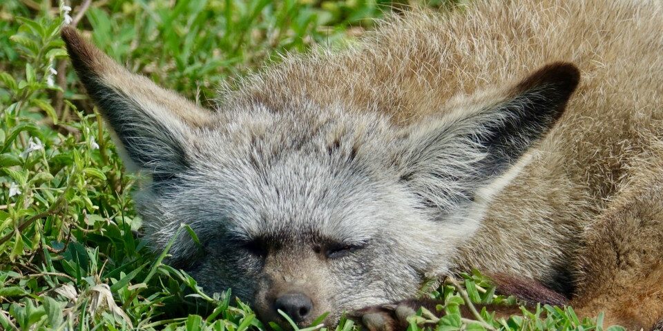 A close up of a fox laying in the grass