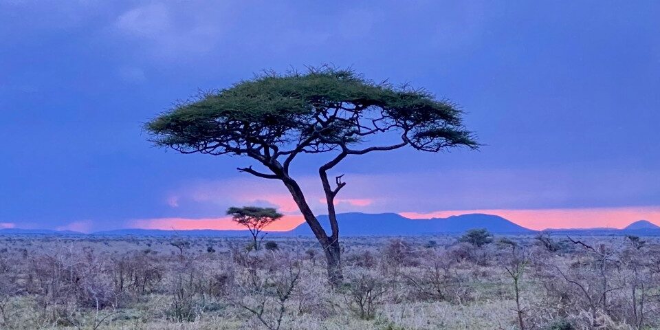 A tree in the middle of an open field.