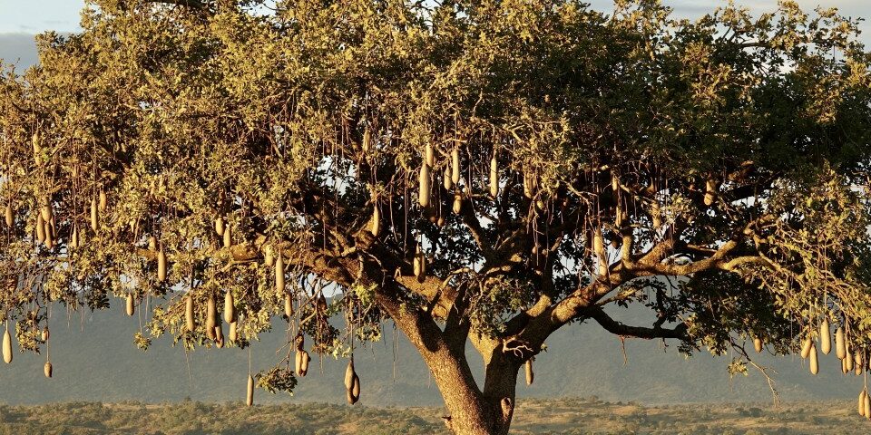 A tree with many hanging leaves on it